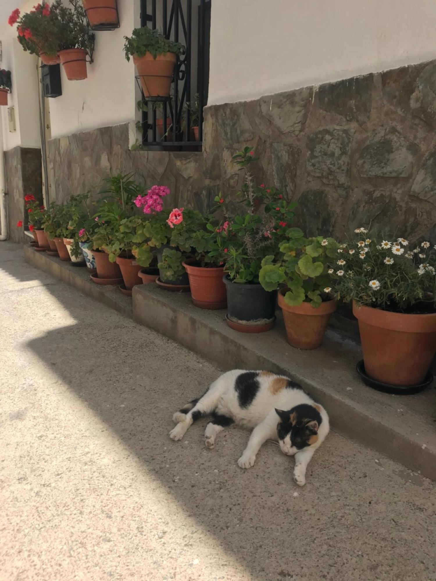 Casa Amigos Sorvilan- La Palmera Luaran gambar